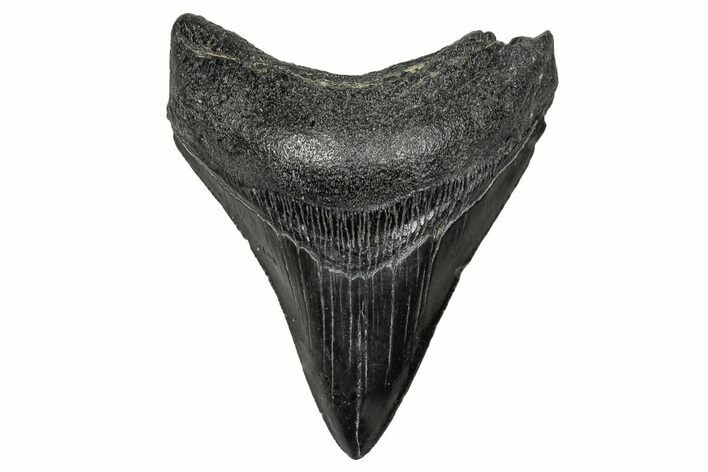 Fossil Megalodon Tooth - South Carolina #341433
